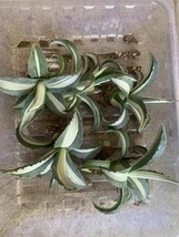 2多肉植物 アガベ アメリカーナ 華厳白中斑 10株同_画像9