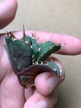 DA185 多肉植物 アガベ チタノタ Agave titanota ‘金剛狼’_画像5