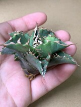 DA202 多肉植物 アガベ チタノタ Agave titanota （鳳凰）_画像2