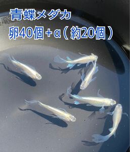 めだか 青蝶メダカ 卵40個＋α（約20個）