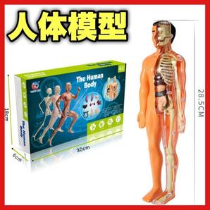 人体模型 知育玩具 パズル 解剖 教材 骨格 フィギュア モデル人形 リアル 組み立て 子供向け　学習 知育玩具 新定番 プレゼント 