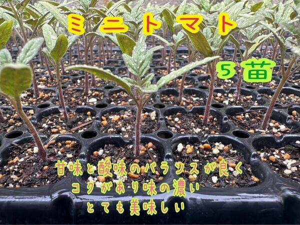 ミニトマト　　5苗　　農薬不使用　［送料無料］