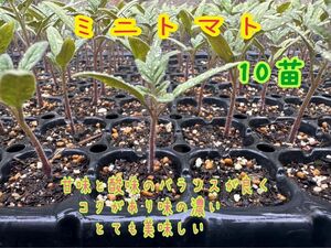 ミニトマト　　10苗　　農薬不使用　［送料無料］