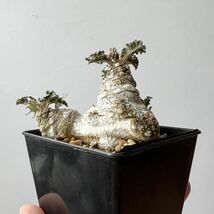 Dorstenia horwoodii ドルステニア・ホルウッディ 検) 多肉植物 塊根植物 コーデックス_画像3