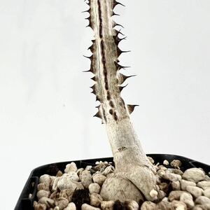Adenia aculeata アデニア アクレアータ 挿木 検)塊根植物 多肉植物 コーデックス