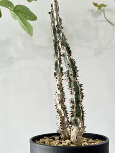 Adenia aculeata アデニア アクレアータ 挿木 検)塊根植物 多肉植物 コーデックス