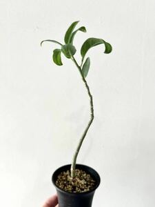 Adenia repanda アデニア レパンダ 挿木苗 検)コーデックス 塊根植物 多肉植物 観葉植物