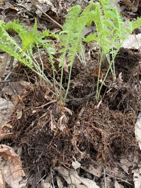 ★天然　岐阜県高山産　希少　　　　　　　　　　　　こごみ苗　5株