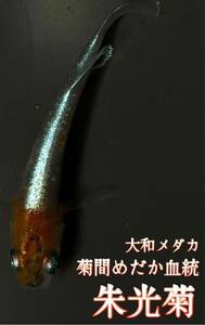 【大和メダカ】菊間メダカ血統　朱光菊　極上個体　有精卵10+α (補償分)(フロマージュ、ハイビスカス、サンシャイン) 