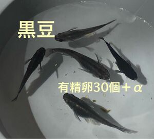 黒豆 メダカ 有精卵　30個＋α めだか