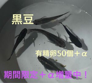 おまけ増量中！　黒豆メダカ　有精卵　50個＋α めだか　卵