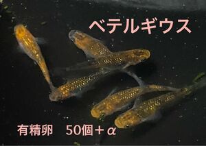 ベテルギウスめだか　有精卵　30個＋α メダカ