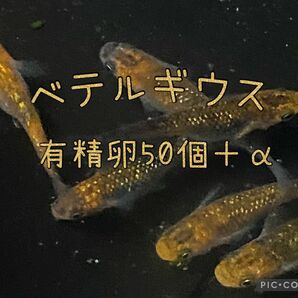 ベテルギウスめだか　有精卵　50個＋α ラメ　メダカ