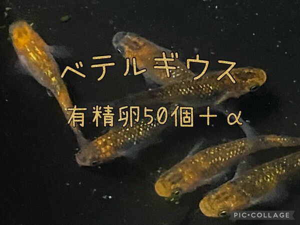 ベテルギウスめだか　有精卵　50個＋α メダカ