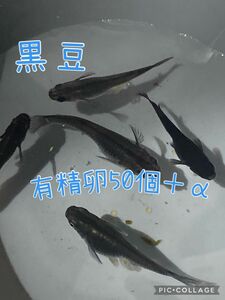 黒豆メダカ　有精卵　50個＋α おまけ増量中！　めだか