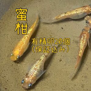 蜜柑めだか　有精卵　20個保証込み