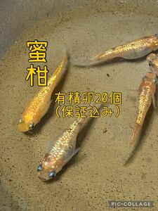 蜜柑めだか　有精卵　20個保証込み