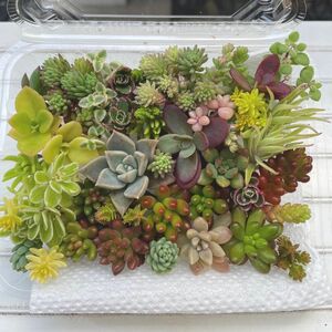 多肉植物 【寄せ植えカット苗 詰め合わせ】 セダム