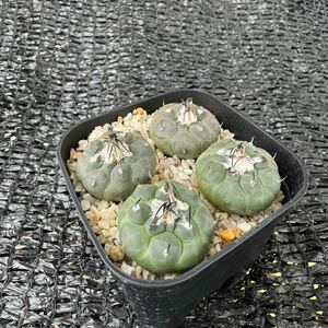 ハウエル二ギー4本　実生 turbinicarpus jauernigii