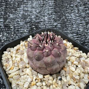 　Copiapoa sp （デュラ×狐竜丸）　実生 （Copiapoa dura×Copiapoa cinerea v. columna-alba） 