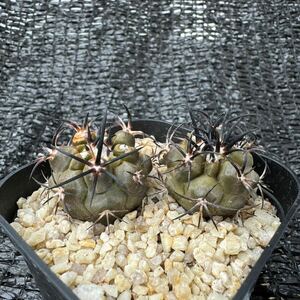 Copiapoa dura2本　実生