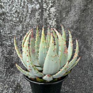 アロエ ペグレラエ　実生 Aloe peglerae