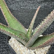 aloe thorncroftii 実生_画像5