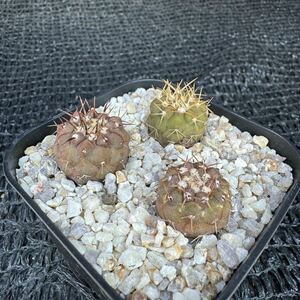 狐竜丸3本 実生 Copiapoa cinerea v. columna-alba