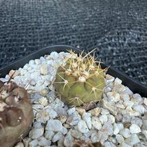 狐竜丸3本 実生 Copiapoa cinerea v. columna-alba_画像3