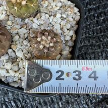 狐竜丸3本 実生 Copiapoa cinerea v. columna-alba_画像8