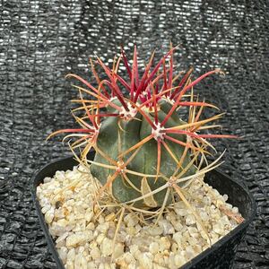 （神仙玉×晃山）　実生 （Ferocactus gracilis×Leuchtenbergia princip）