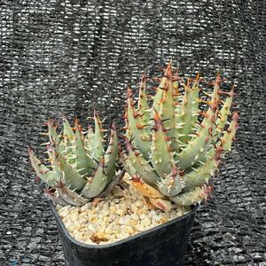 エリナケア2本　実生 Aloe erinacea