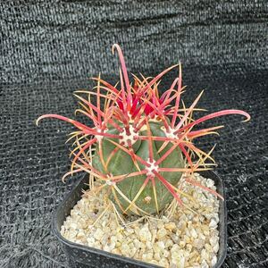 （神仙玉×晃山）　実生 （Ferocactus gracilis×Leuchtenbergia princip）