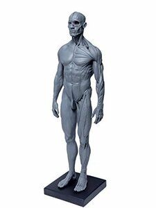 【SALE期間中】 モデル 人体模型 外科 Cｏｍｐａｎｙ】人体 筋肉 女性 デッサン 模型 30ｃｍ 医学 男性 絵画 教育