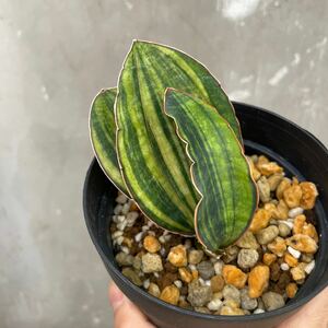 ［Pof］Sansevieria macrophylla variegated サンセベリア・マクロフィラ・斑入り