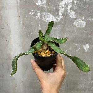 ［Pof］Euphorbia stellata ユーフォルビア・ステラータ（飛竜）