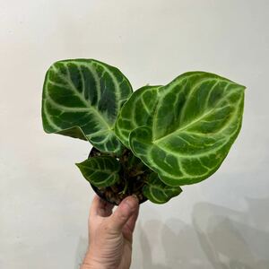 ［Pof］Anthurium Dorayaki アンスリウム・ドラヤキ