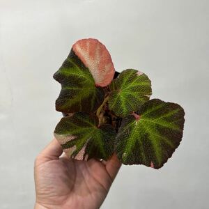 ［Pof］Begonia soli-mutata variegata ベゴニア・ソリムタータ・斑入り