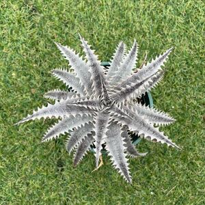 [Pof]Dyckia Hybridti Kia * hybrid 