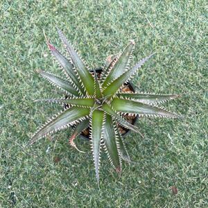 [Pof]Dyckia Jaws × 4ojs xx1-3ti Kia * Челюсти × сила objulai серии xx1-3 ③