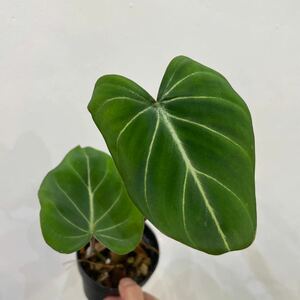 ［Pof］Philodendron Gloriosum フィロデンドロン・グロリオーサム①