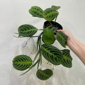 ［Pof］Maranta leuconeura 'Lemon Lime' マランタ・レウコネウラ・レモンライム①