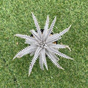 [Pof]Dyckia Jaws × 4ojs xx1-3ti Kia * Челюсти × сила objulai серии xx1-3 ④