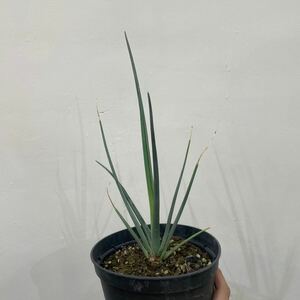 ［Pof］Dracaena serrulata ドラセナ・セルラータ