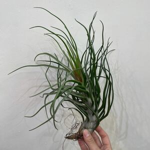 ［Pof］Tillandsia 'Joel' × bulbosa ティランジア・ジョエル×ブルボーサ