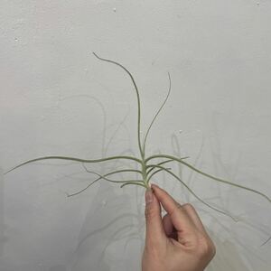 ［Pof］Tillandsia caliginosa × crocata ティランジア・カリギノーサ×クロカータ①