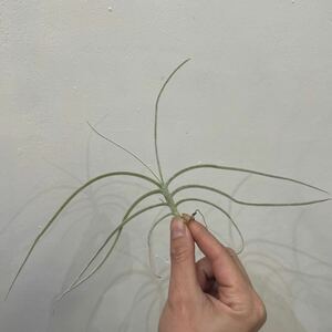 ［Pof］Tillandsia caliginosa × crocata ティランジア・カリギノーサ×クロカータ③