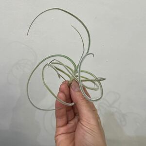 ［Pof］Tillandsia caliginosa × crocata ティランジア・カリギノーサ×クロカータ⑤