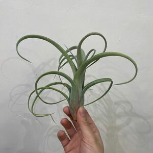 ［Pof］Tillandsia Curly Slim ティランジア・カーリースリム