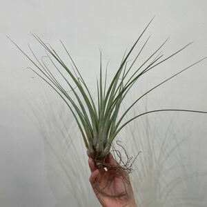 ［Pof］Tillandsia inopinata ティランジア・イノピナータ②